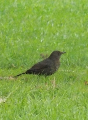 Turdus merula merula