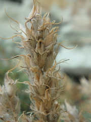 Astragalus onobrychis