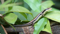 Eutropis