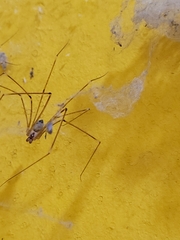 Crossopriza lyoni