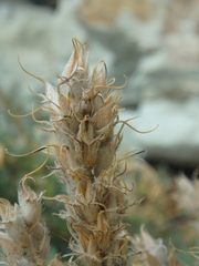 Astragalus onobrychis