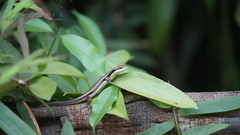 Eutropis