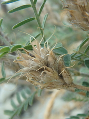 Astragalus onobrychis
