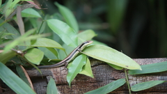 Eutropis