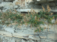 Astragalus onobrychis