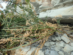 Astragalus onobrychis