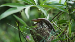 Eutropis