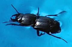 Pasimachus sublaevis