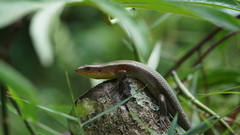 Eutropis