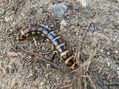 Phengodes laticollis
