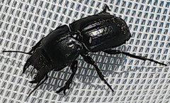 Pasimachus sublaevis