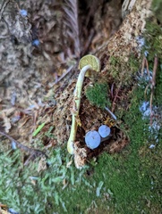 Gymnopilus punctifolius