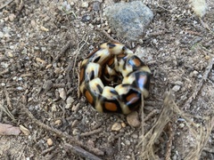 Phengodes laticollis