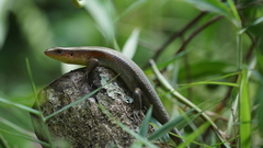 Eutropis