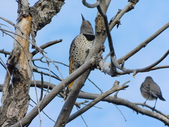 Colaptes auratus luteus × cafer
