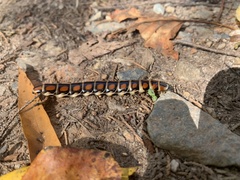 Phengodes laticollis