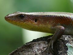 Eutropis