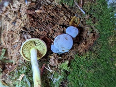 Gymnopilus punctifolius