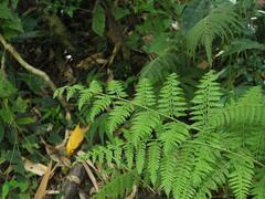 Microlepia speluncae