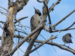 Colaptes auratus luteus × cafer