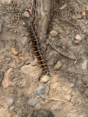 Phengodes laticollis