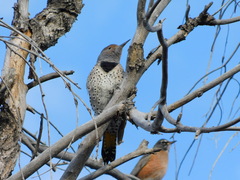 Colaptes auratus luteus × cafer