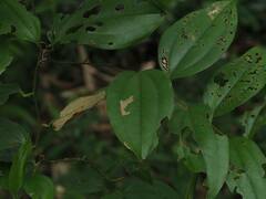 Smilax bracteata