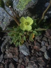 Papaver radicatum radicatum