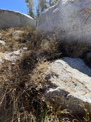 Ivesia santolinoides