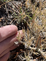 Ivesia santolinoides