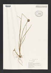 Juncus longistylis
