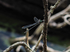 Lestidae