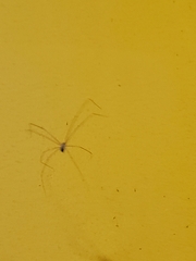 Physocyclus globosus