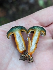Lactarius aurantiosordidus