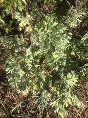 Artemisia absinthium