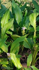 Curcuma longa