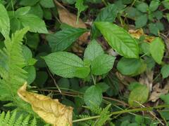 Boehmeria pilosiuscula