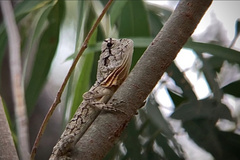 Chlamydosaurus kingii