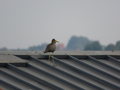 Vanellus senegallus lateralis