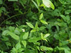 Tetrastigma formosanum