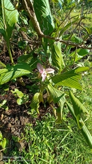 Curcuma longa