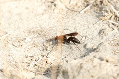 Agenioideus
