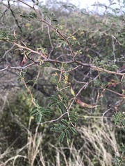 Mimosa aculeaticarpa