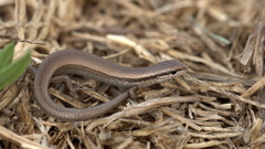 Ablepharus deserti