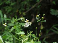 Nyctemera adversata