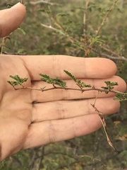 Mimosa aculeaticarpa