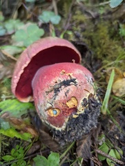 Rubroboletus pulcherrimus