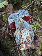 Rubroboletus pulcherrimus
