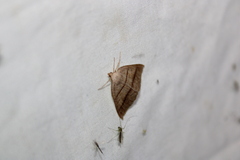 Petrophora subaequaria