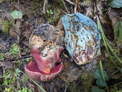 Rubroboletus pulcherrimus
